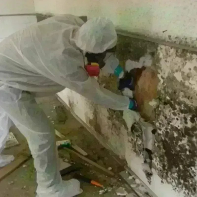 Mold Remediation and Removal in Escanaba, MI